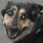 Dog.jpg