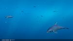 Update-127-Fishs-3.jpeg