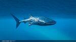 Update-127-Fishs-1.jpeg